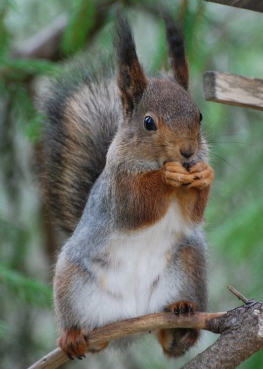 Белка обыкновенная (Red Squirrel)