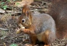 Белка обыкновенная (Red Squirrel)