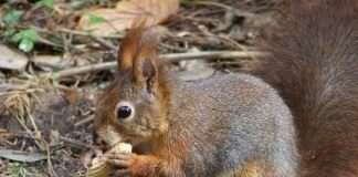 Пушистые стрелы - Животные Белка обыкновенная (Red Squirrel)