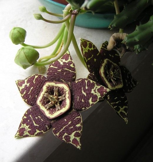Стапелия (Stapelia)