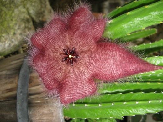 Стапелия (Stapelia) Стапелия (Stapelia)