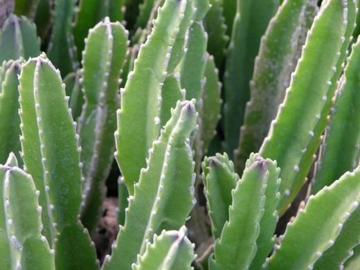 Стапелия (Stapelia)