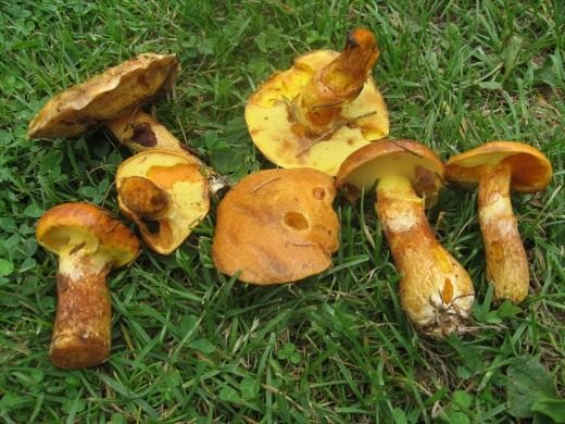 Маслёнок (Suillus)
