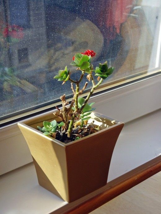 Растение на подоконнике (The plant on the windowsill)