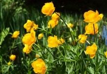 Купальница европейская (Trollius europaeus)