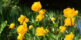 Купальница европейская (Trollius europaeus)