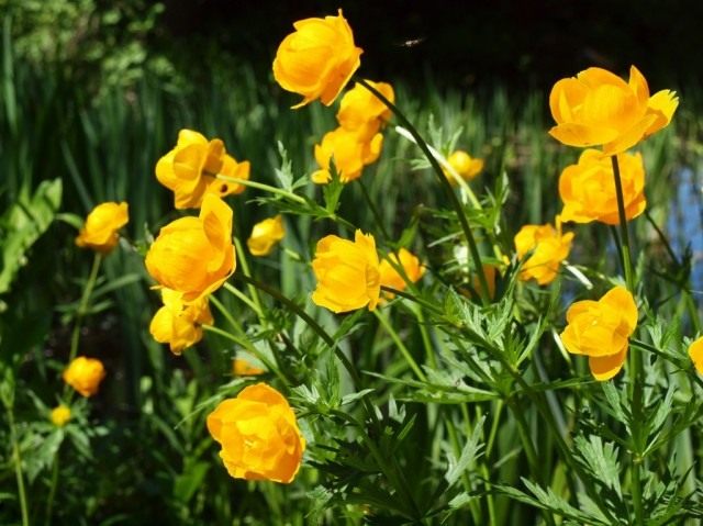 Купальница европейская (Trollius europaeus) Купальница европейская (Trollius europaeus)