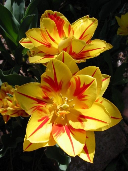 Тюльпан Махровый поздний (Tulip Double late)