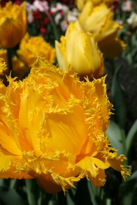 Тюльпан Бахромчатый (Tulip Fringed)