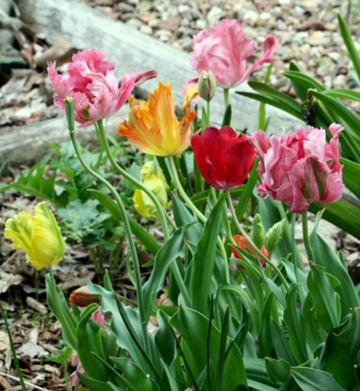 Тюльпан Попугайный (Tulip Parrot)