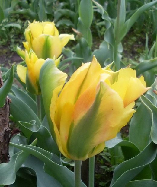 Тюльпан Зеленоцветный (Tulip Viridiflora) Тюльпан Зеленоцветный