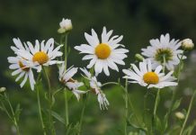 Хризантема поздняя или осенняя (Chrysanthemum serotinum)