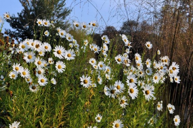 Хризантема поздняя или осенняя (Chrysanthemum serotinum) Хризантема поздняя или осенняя (Chrysanthemum serotinum)