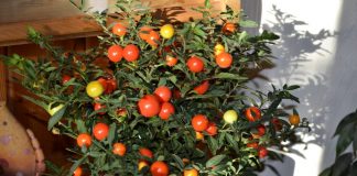 Коралловый куст, или Паслён ложноперечный