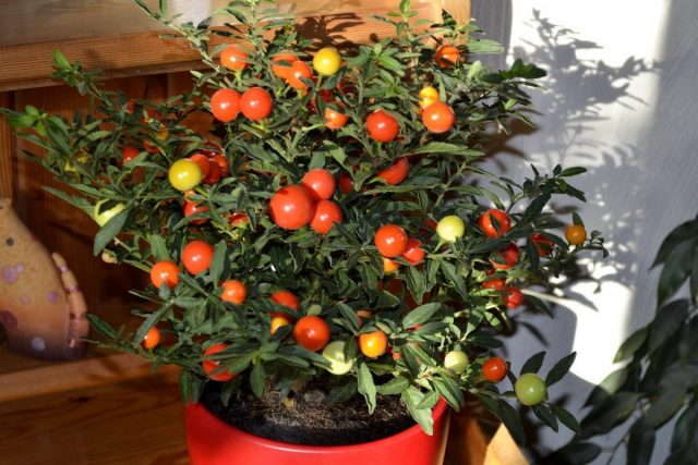 Коралловый куст, или Паслён ложноперечный Коралловый куст, или Паслён ложноперечный