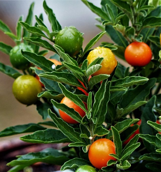 Паслен ложноперечный (Solanum pseudocapsicum) Паслен ложноперечный (Solanum pseudocapsicum)