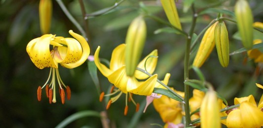 Лилия ланцетолистная, или тигровая «Цитронелла». Группа азиатские гибриды (Lilium lancifolium 'Citronella'. Asiatic hybrids)