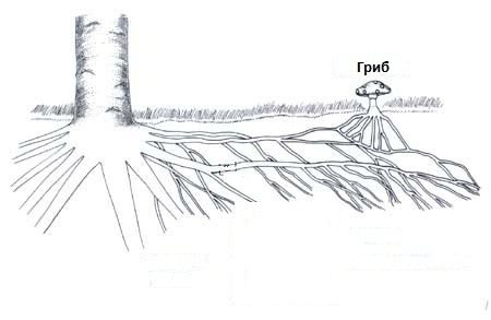 Симбиоз дерева с грибом - Микориза (Symbiosis with tree fungus - mycorrhiza)
