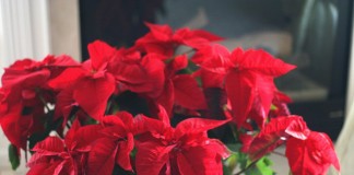 Молочай красивейший, или пуансеттия (Euphorbia pulcherrima)