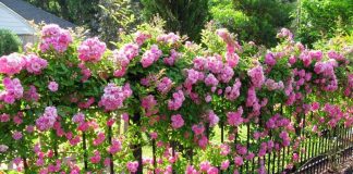 Как и когда лучше сажать плетистые розы