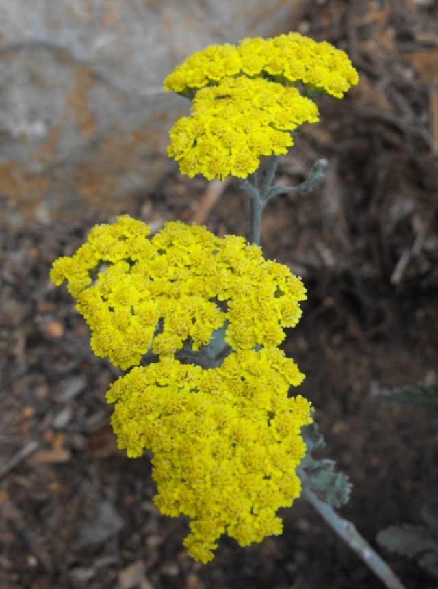 Тысячелистник войлочный (Achillea tomentosa) Тысячелистник войлочный (Achillea tomentosa)