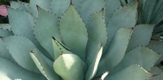 Агава паррасская (Agave parrasana)