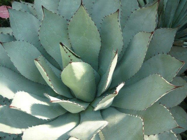 Агава паррасская (Agave parrasana) Агава паррасская (Agave parrasana)