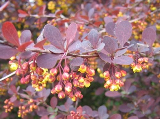 Барбарис (Berberis, barberries or pepperidge bushes)