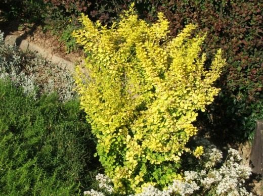 Барбарис (Berberis, barberries or pepperidge bushes)