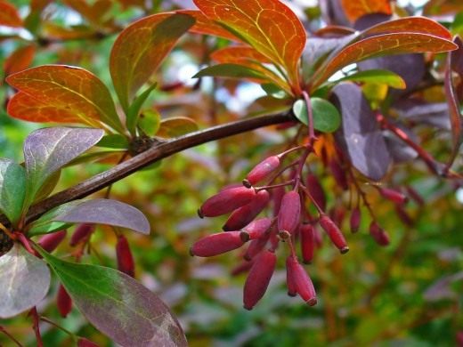 Барбарис (Berberis, barberries or pepperidge bushes)