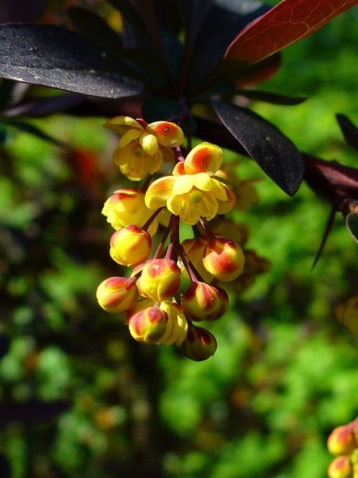 Барбарис (Berberis, barberries or pepperidge bushes)