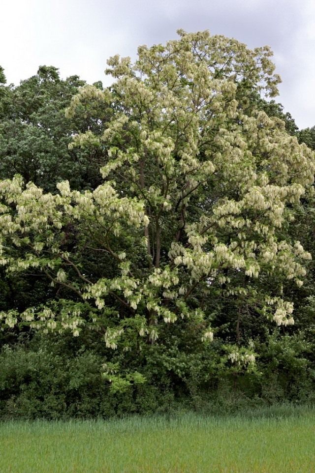 Белая акация, или Робиния псевдоакация, или Робиния лжеакация, Робиния обыкновенная (Robinia pseudoacacia)