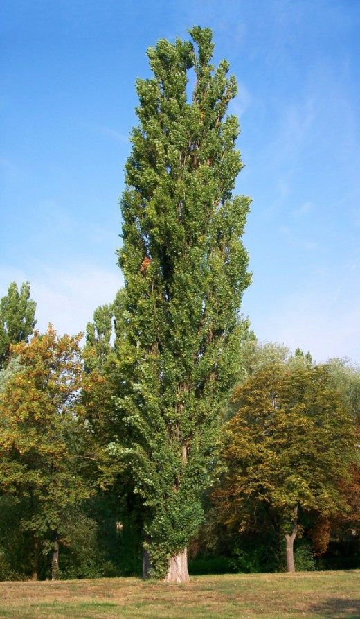 Тополь чёрный, или Осокорь (Black poplar)