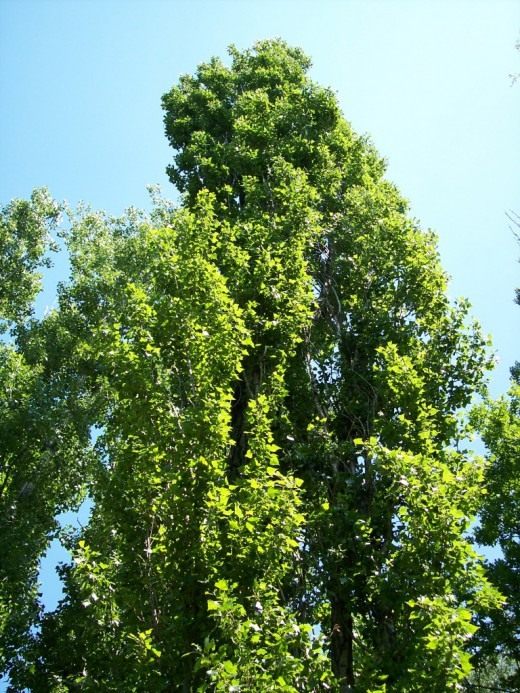 Тополь чёрный, или Осокорь (Black poplar)