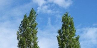 Тополь чёрный, или Осокорь