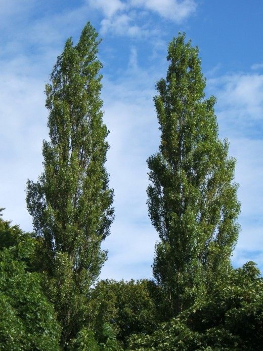 Тополь чёрный, или Осокорь (Black poplar)
