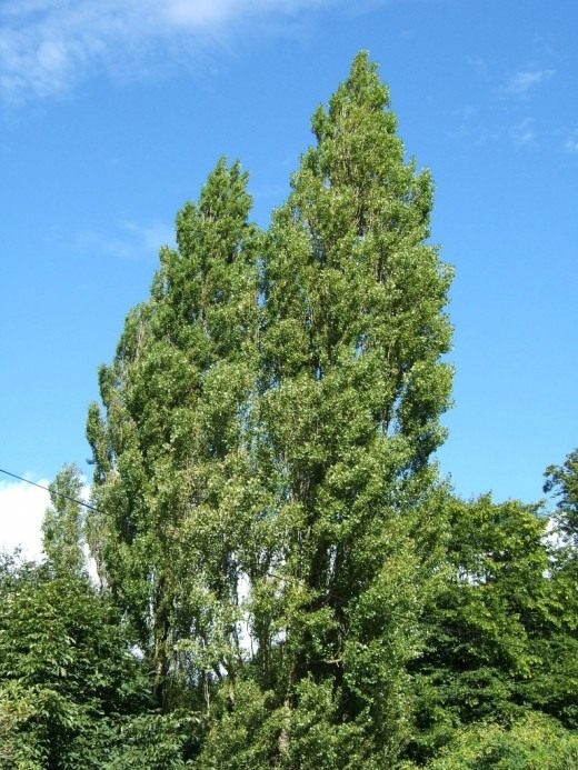Тополь чёрный, или Осокорь (Black poplar)