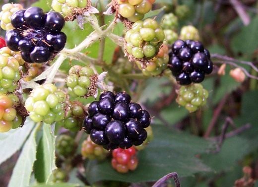 Ежевика (Blackberry)