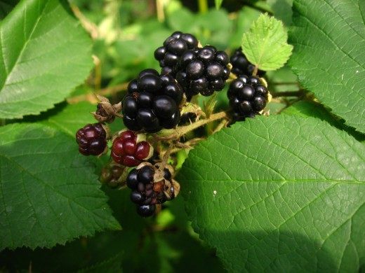 Ежевика (Blackberry)