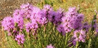 Лиатрис, или весёлые пёрышки, или олений язык (Liatris)