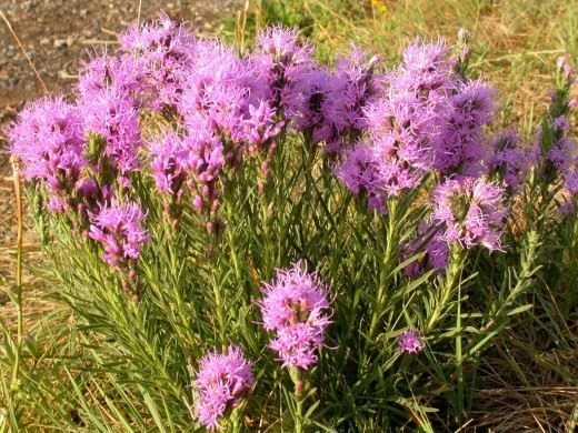 Лиатрис, весёлые пёрышки, олений язык (Blazing-star, Gay-feather or Button snakeroot)