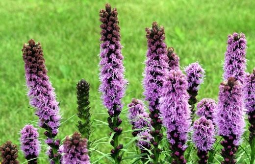 Лиатрис, весёлые пёрышки, олений язык (Blazing-star, Gay-feather or Button snakeroot) Лиатрис, весёлые пёрышки, олений язык (Blazing-star, Gay-feather or Button snakeroot)