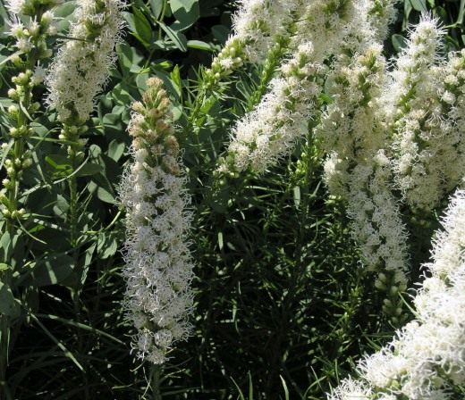 Лиатрис, весёлые пёрышки, олений язык (Blazing-star, Gay-feather or Button snakeroot)