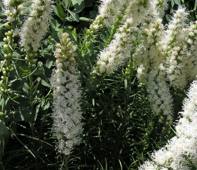 Лиатрис, или весёлые пёрышки, или олений язык (Liatris) Лиатрис, или весёлые пёрышки, или олений язык (Liatris)