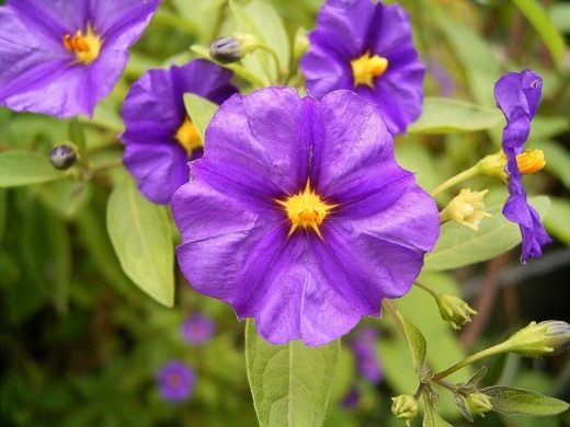 Картофельное дерево или Паслён горечавковидный (Blue Potato Bush)