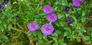 Картофельное дерево, или Паслён горечавковидный (Lycianthes rantonnetii)