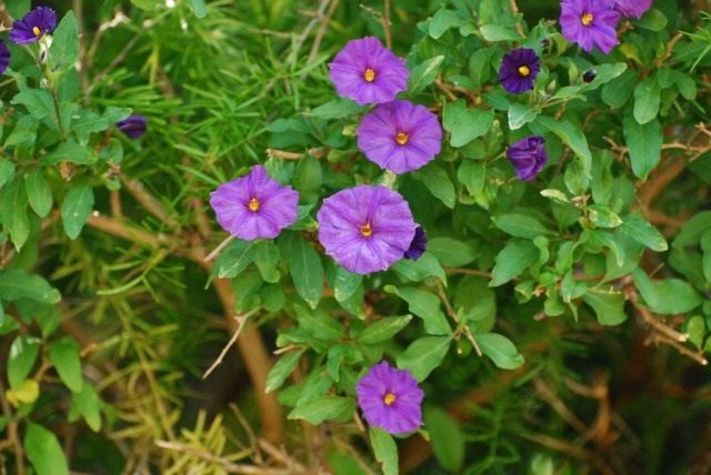 Картофельное дерево, или Паслён горечавковидный (Lycianthes rantonnetii) Картофельное дерево, или Паслён горечавковидный (Lycianthes rantonnetii)