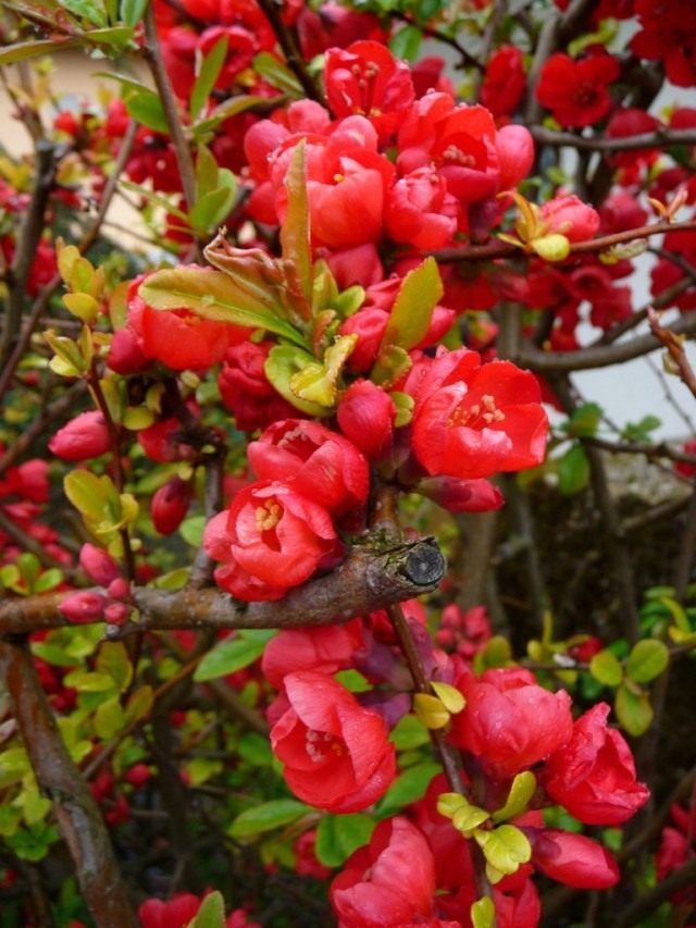 Хеномелес японская, или Айва японская низкая (Chaenomeles japonica) Хеномелес японская, или Айва японская низкая (Chaenomeles japonica)