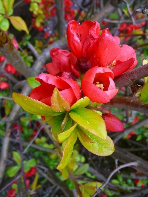 Хеномелес японская, Хеномелес японская, Айва японская низкая (Chaenomeles japonica, Chaenomeles maulei)