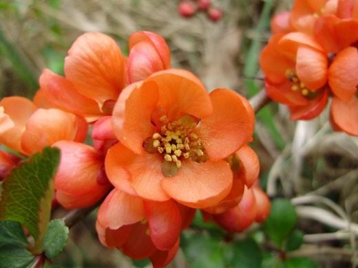 Хеномелес японская, Хеномелес японская, Айва японская низкая (Chaenomeles japonica, Chaenomeles maulei)